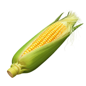 Corn ( मक्का / भुट्टा )